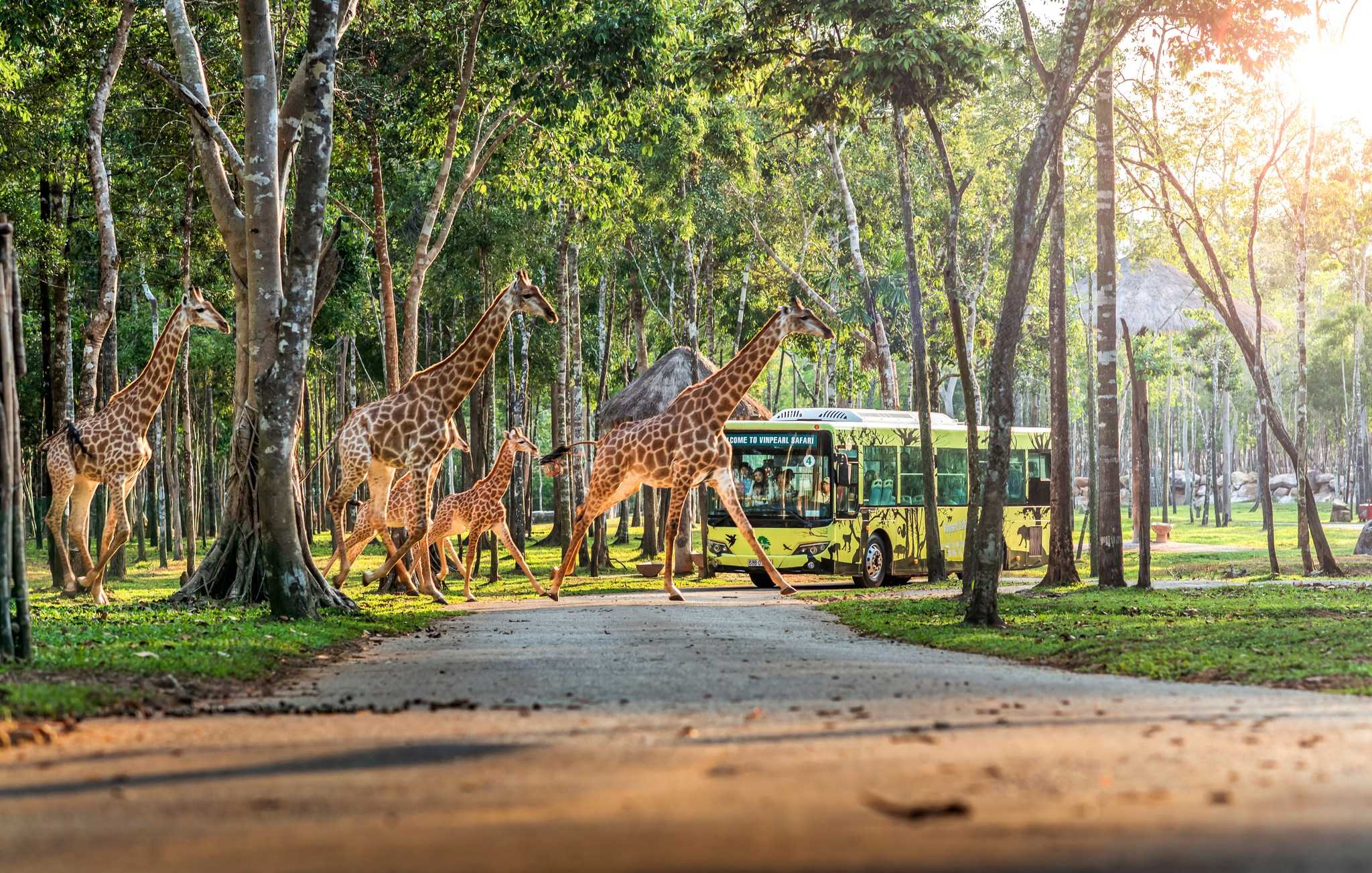 Vinpearl Safari Phú Quốc